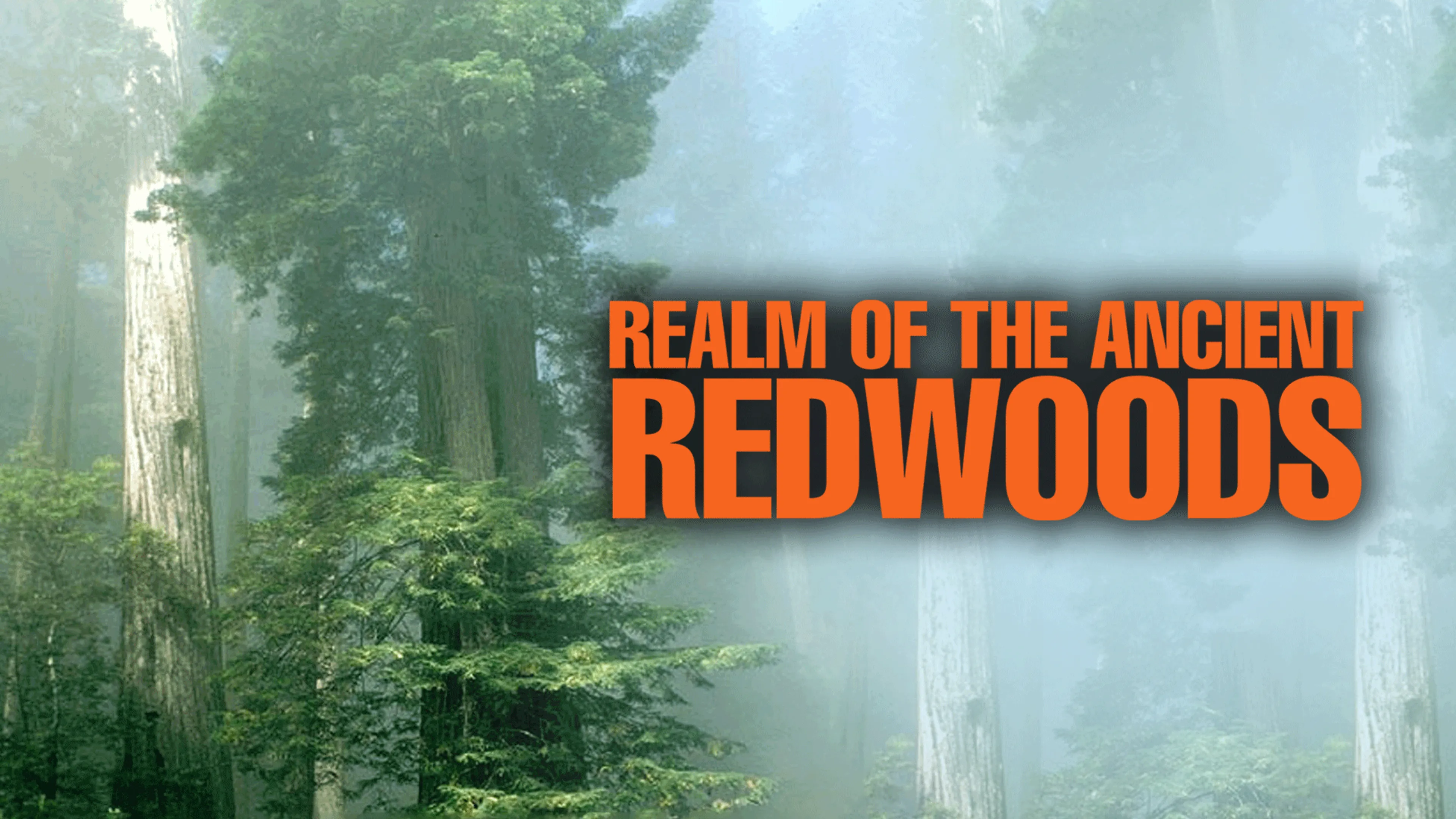 Realm of the Ancient Redwoods poster